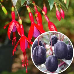 Fuchsia, Edible Royal